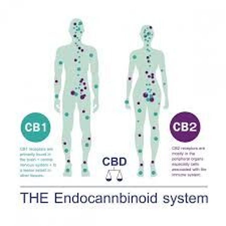 CBD und Endocannabinoid System